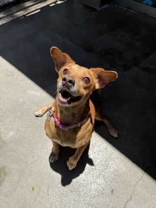 Curly Fry, an adoptable Terrier, Mixed Breed in Honolulu, HI, 96826 | Photo Image 3