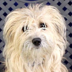 Little Buddy, Adult Male Terrier