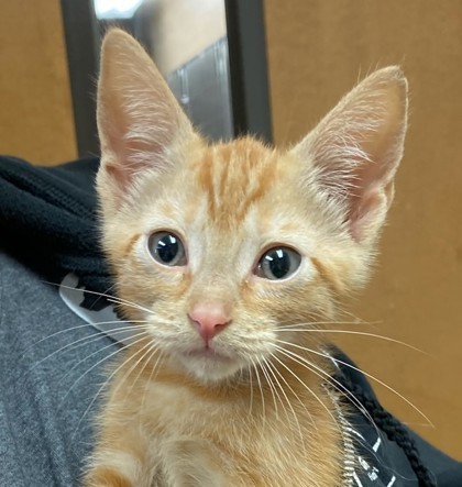 Merlin