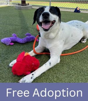 Patch, Adult Male German Shorthaired Pointer