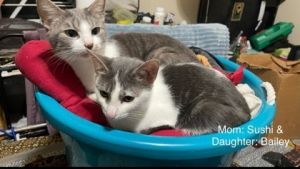 SUSHI, Adult Female Domestic Short Hair