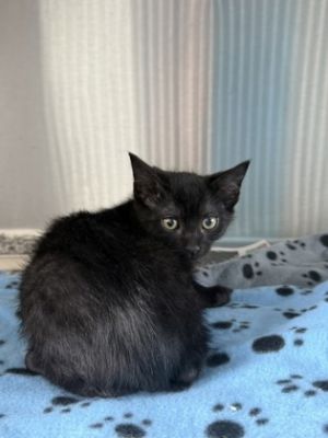 Opie Domestic Short Hair Cat