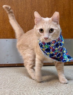 Bowie