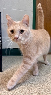 Bowie