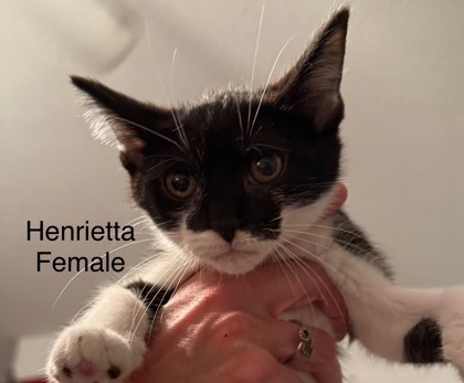 Henrietta
