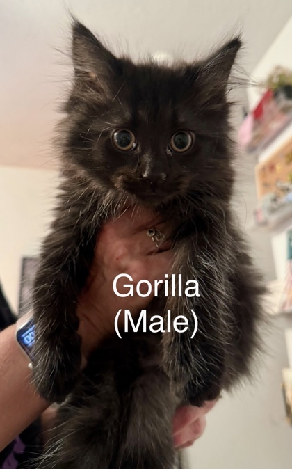Gorilla