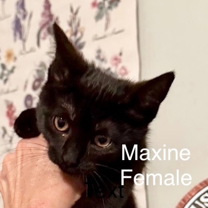 Maxine