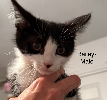 Bailey