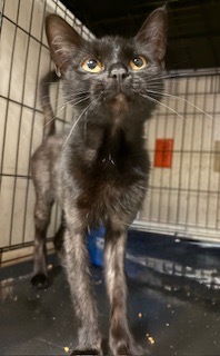 Athena, Adult Female unknown