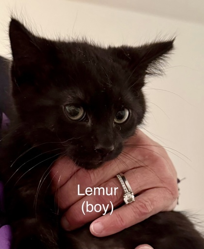 Lemur