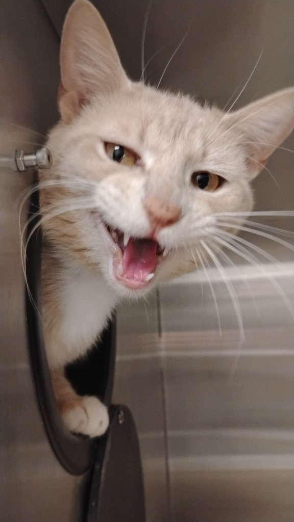Dunkin, an adoptable Domestic Short Hair in Great Bend, KS, 67530 | Photo Image 1