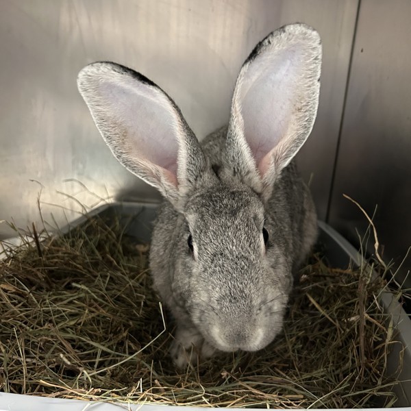 Silvie - Waived Adoption Fee