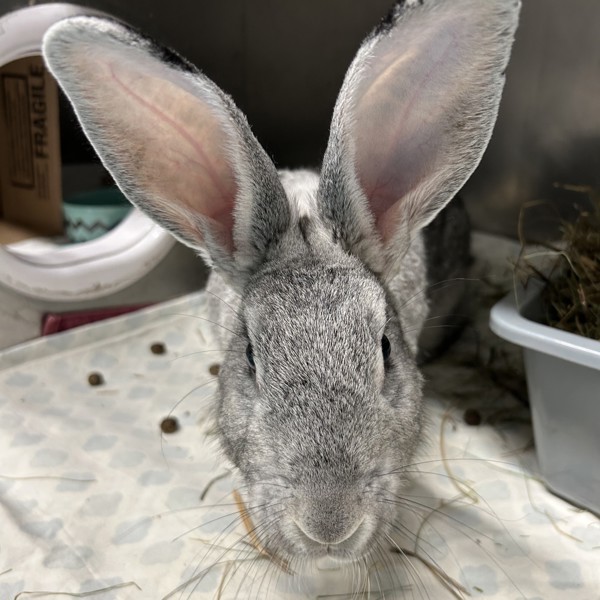Silvie - Waived Adoption Fee