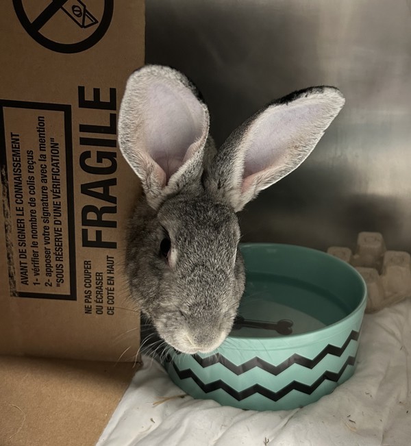 Silvie - Waived Adoption Fee