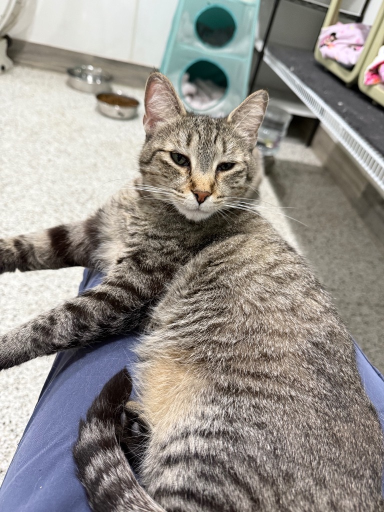 Ivey, an adoptable Domestic Short Hair in Fort Lupton, CO, 80621 | Photo Image 5