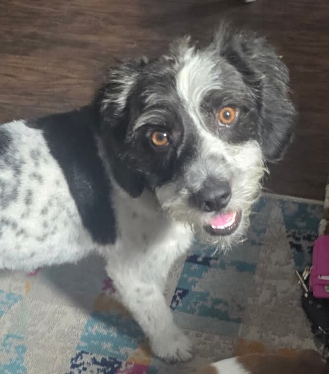 Beau