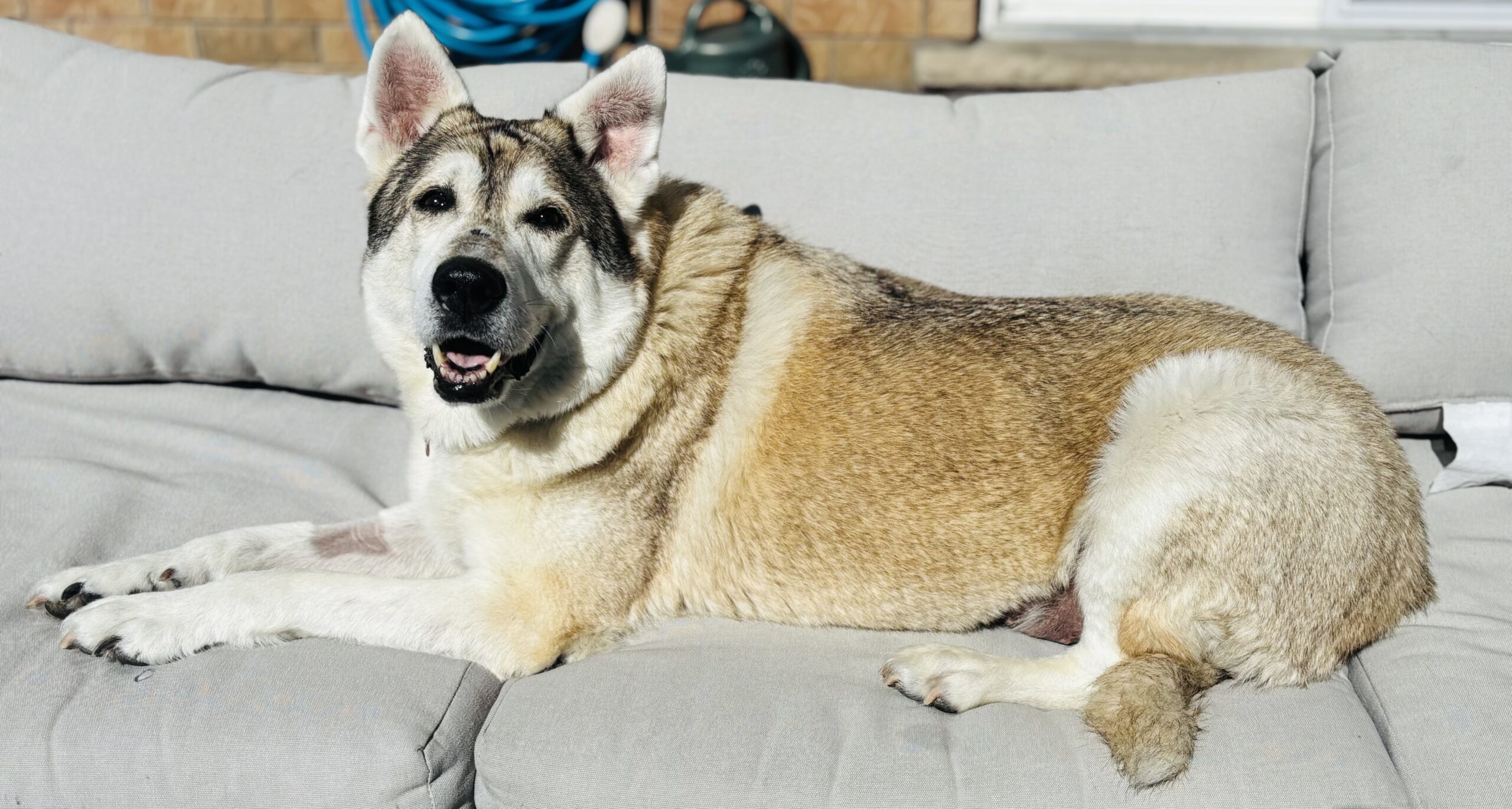 Keylow, an adoptable Husky, Mixed Breed in Sunderland, ON, L0C 1H0 | Photo Image 1