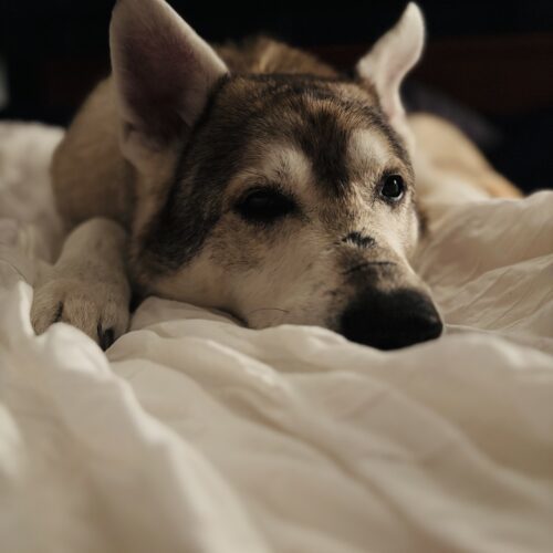 Keylow, an adoptable Husky, Mixed Breed in Sunderland, ON, L0C 1H0 | Photo Image 3