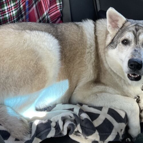 Keylow, an adoptable Husky, Mixed Breed in Sunderland, ON, L0C 1H0 | Photo Image 4
