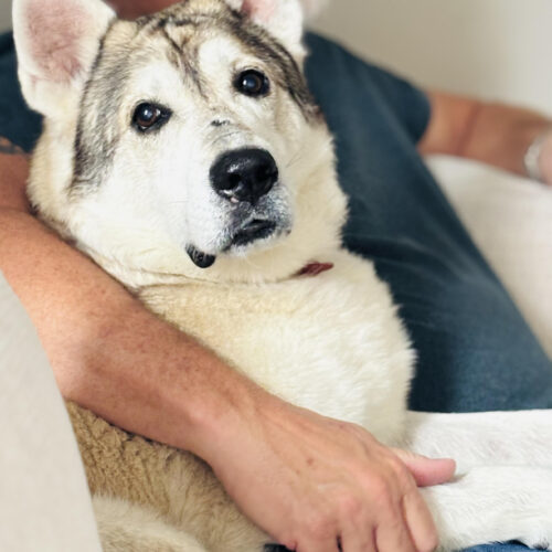 Keylow, an adoptable Husky, Mixed Breed in Sunderland, ON, L0C 1H0 | Photo Image 5