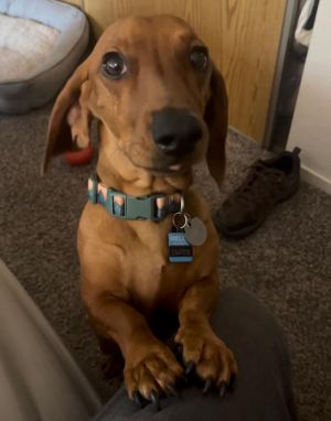Oliver is a stunning red short hair purebred standard Dachshund He is 2 years old and 21 pounds U