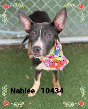 Primary Color Grey Secondary Color White Weight 0lbs Age 0yrs 6mths 1wks