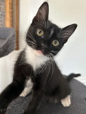 Taissa, Baby Female Domestic Short Hair