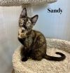 Sandy photo 4