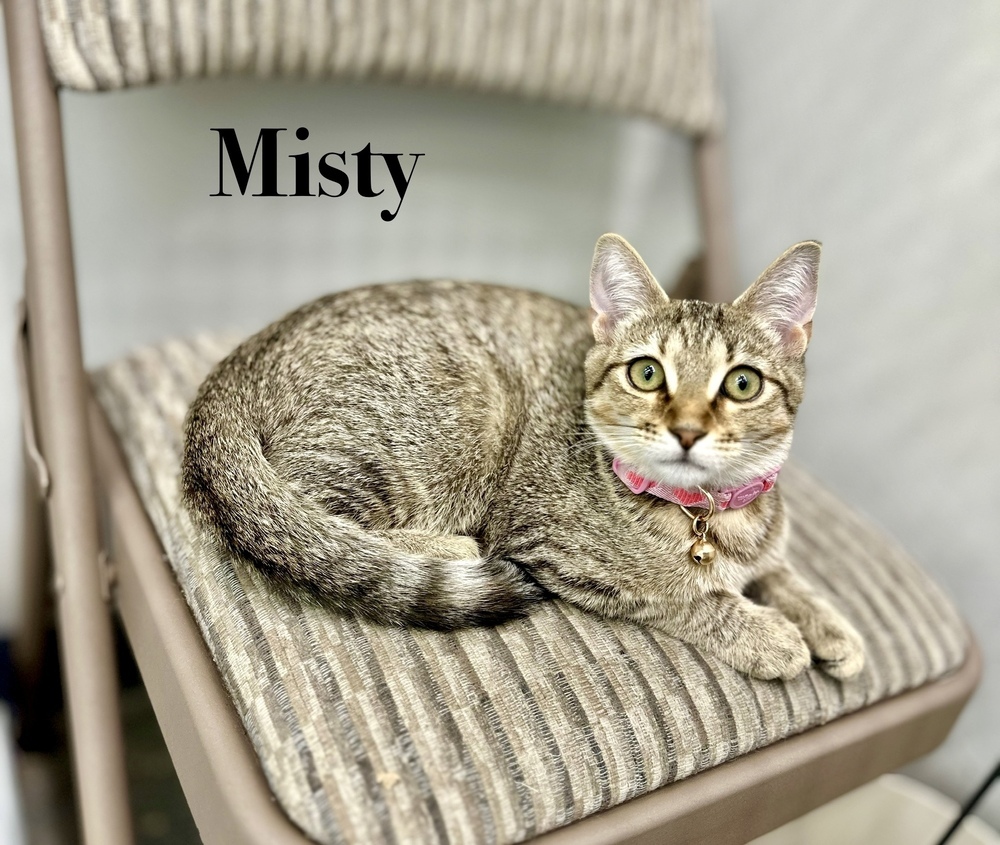 Misty