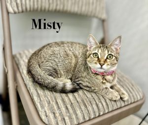 Misty, Baby Female unknown
