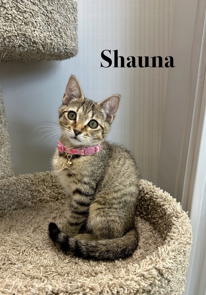 Shauna