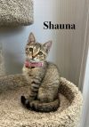 Shauna photo 1