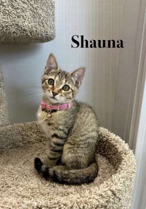 Shauna, Baby Female Domestic Short Hair