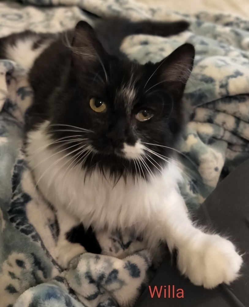 Willa, an adoptable Domestic Long Hair in Boone, CO, 81025 | Photo Image 1