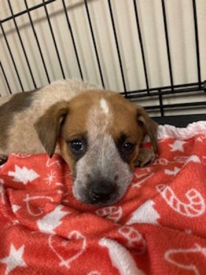 Primary Color Red Merle Weight 513lbs Age 0yrs 0mths 9wks Animal has been Neutered