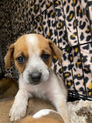 Primary Color Brown Secondary Color White Weight 45lbs Age 0yrs 0mths 9wks Animal has been Neut