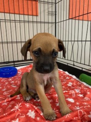 Primary Color Brown Weight 506lbs Age 0yrs 0mths 9wks Animal has been Neutered