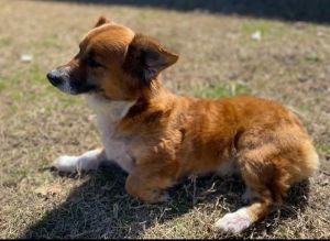 Primary Color Brown Secondary Color White Weight 298lbs Age 7yrs 0mths 0wks Animal has been Spa