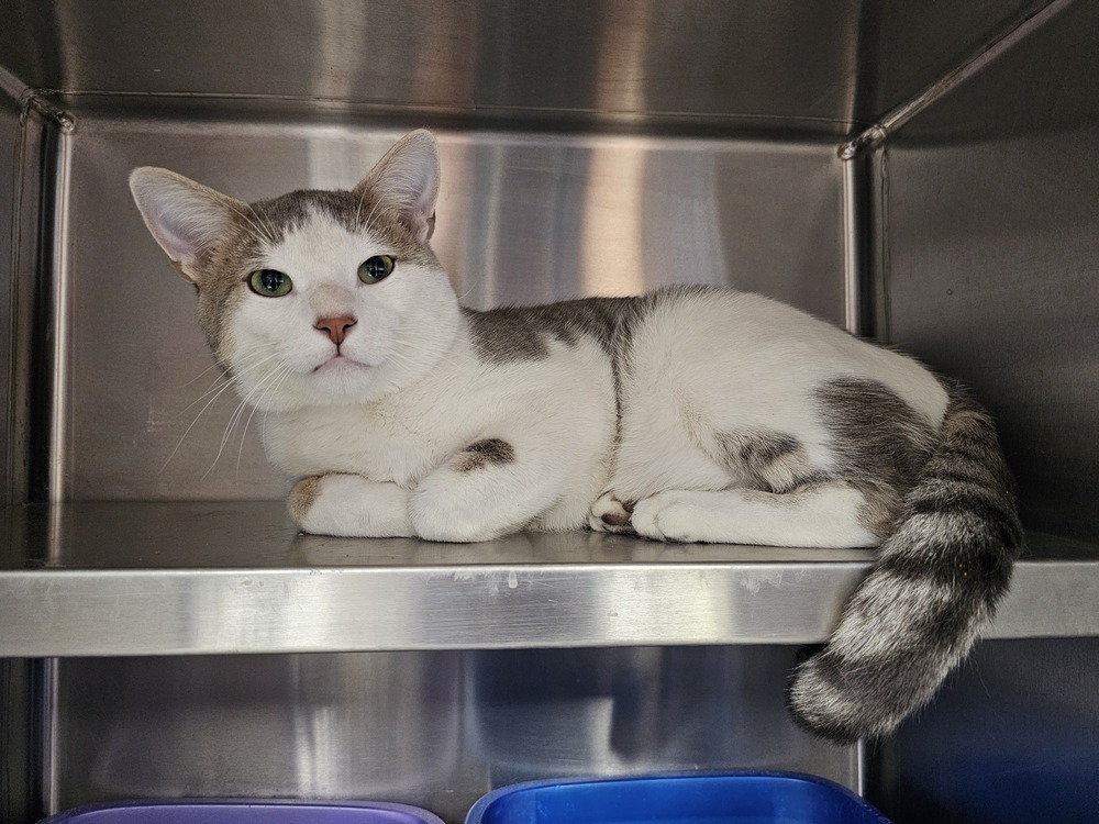 Plunger, an adoptable Domestic Short Hair in Houghton, MI, 49931 | Photo Image 1