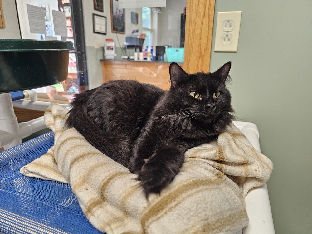 Matilda, an adoptable Domestic Long Hair in Houghton, MI, 49931 | Photo Image 2