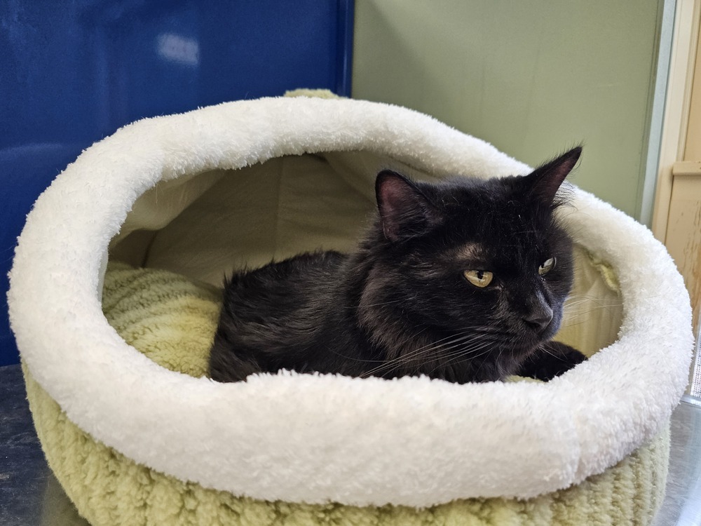 Matilda, an adoptable Domestic Long Hair in Houghton, MI, 49931 | Photo Image 3