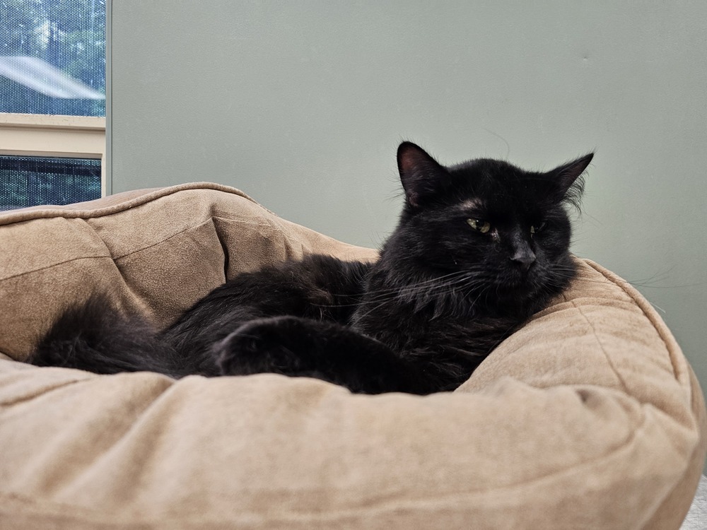 Matilda, an adoptable Domestic Long Hair in Houghton, MI, 49931 | Photo Image 4