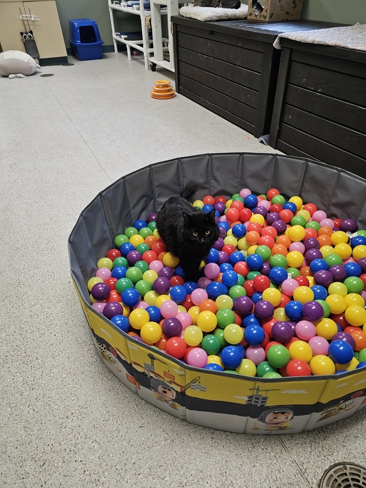 Matilda, an adoptable Domestic Long Hair in Houghton, MI, 49931 | Photo Image 5
