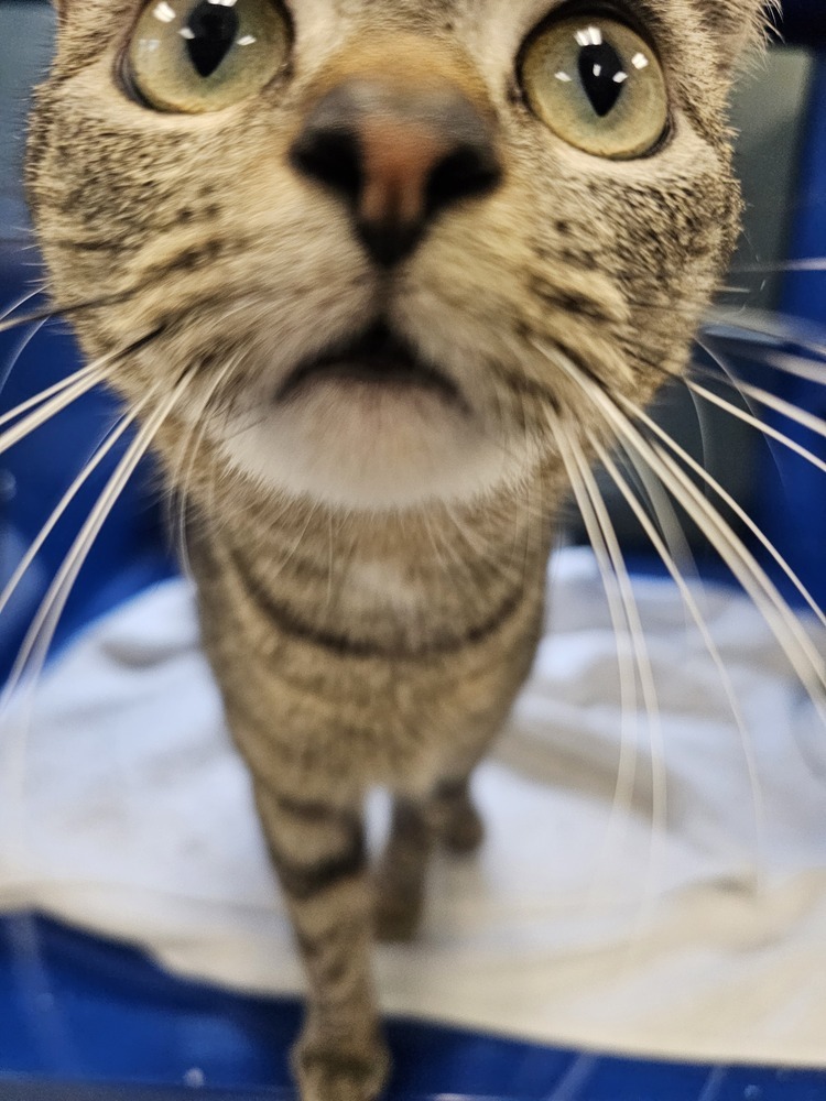 Prill, an adoptable Domestic Short Hair in Houghton, MI, 49931 | Photo Image 1