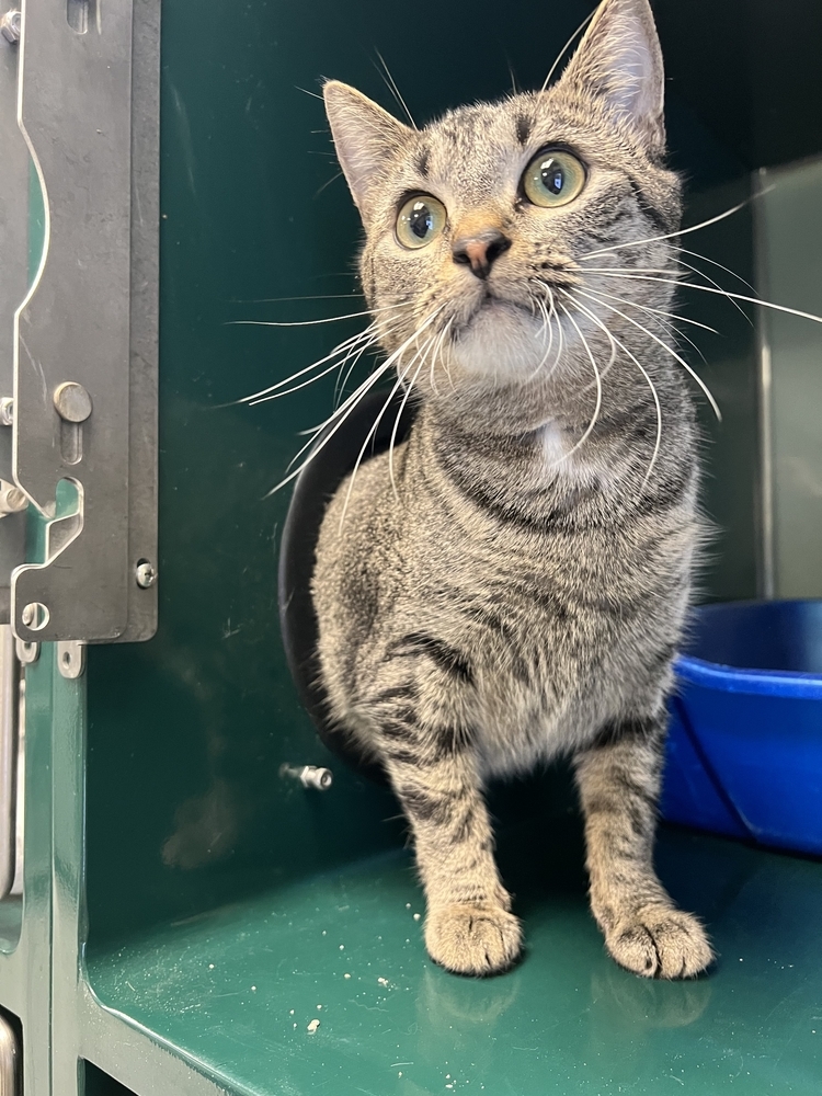 Prill, an adoptable Domestic Short Hair in Houghton, MI, 49931 | Photo Image 3