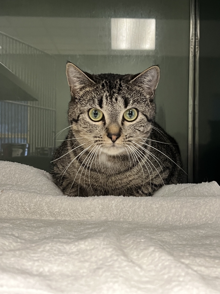 Prill, an adoptable Domestic Short Hair in Houghton, MI, 49931 | Photo Image 4