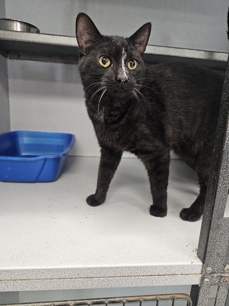 The Shape, an adoptable Domestic Short Hair in Houghton, MI, 49931 | Photo Image 1