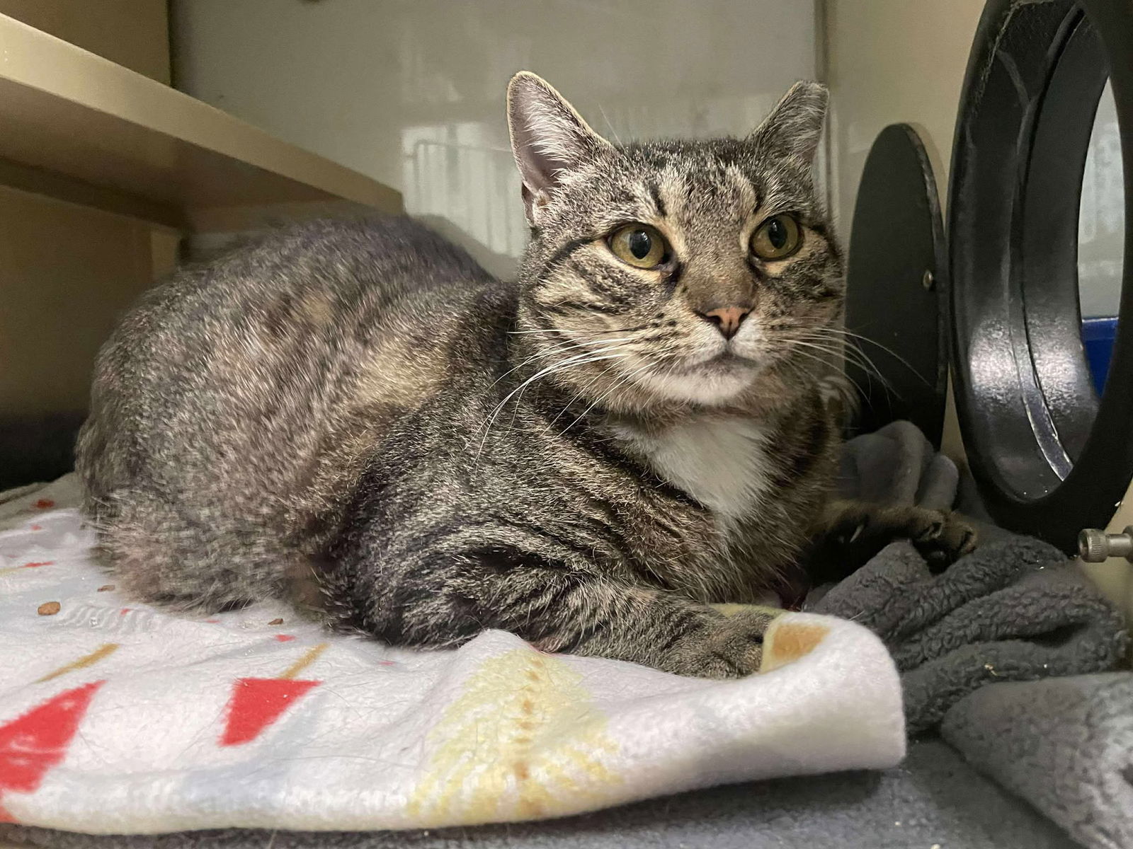 Mavis AT Petsmart Rochester