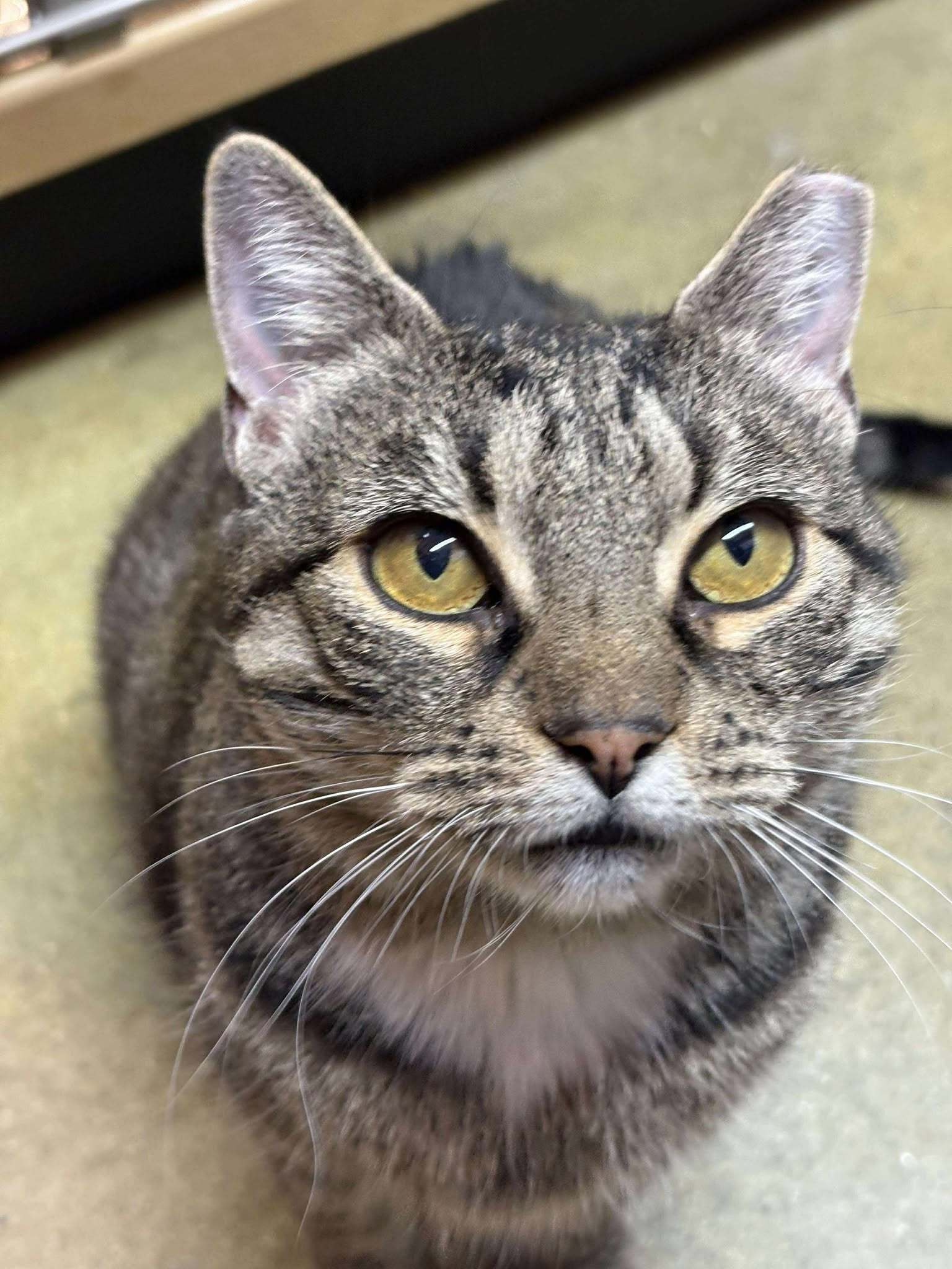 Mavis AT Petsmart Rochester