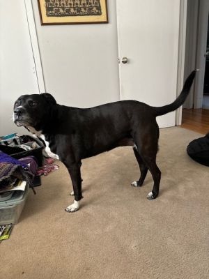 Maya